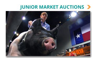 Junior Market Auctions